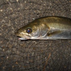 入れ食いは開始時のみ???