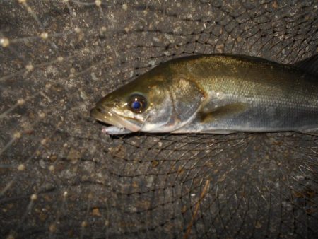入れ食いは開始時のみ？？？