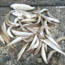 活性が上がり始めた播磨新島のキス