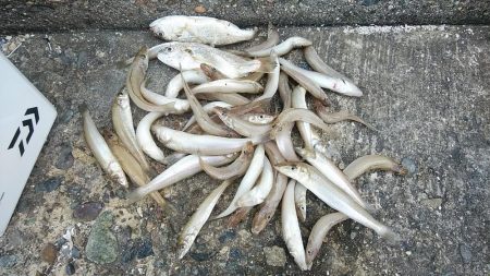 活性が上がり始めた播磨新島のキス