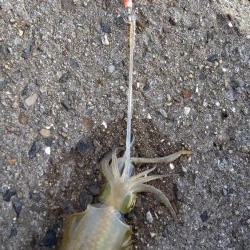 TEAMゲッソー調査隊