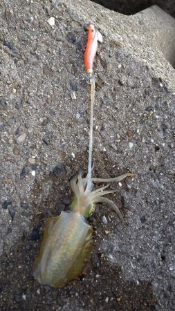 TEAMゲッソー調査隊