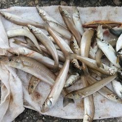 日ムラの激しい播磨新島のキス