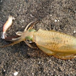 アタリが分かるようになってきました。