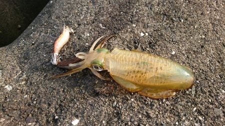 アタリが分かるようになってきました。