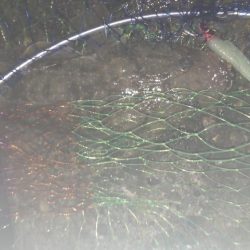 朝マヅメ　マゴチと太刀魚