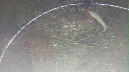 朝マヅメ　マゴチと太刀魚