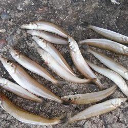 秋の夕暮れチャビング