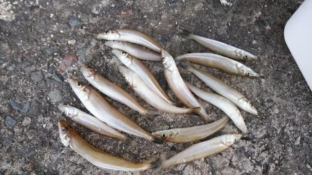 秋の夕暮れチャビング