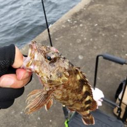 ガシラ釣り！タチウオ不発