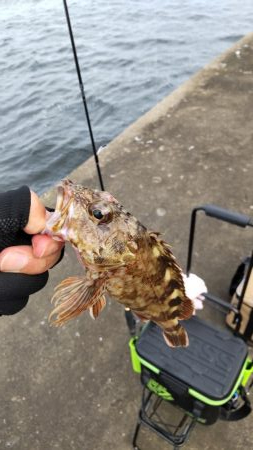 ガシラ釣り！タチウオ不発