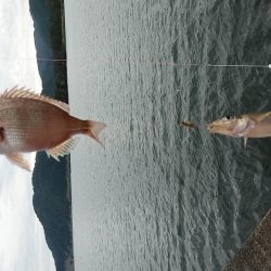 津居山漁港のキス調査