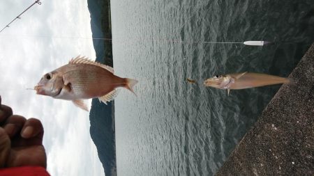 津居山漁港のキス調査