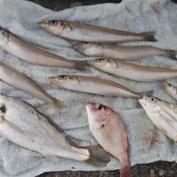 播磨新島のキス調査