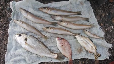 播磨新島のキス調査