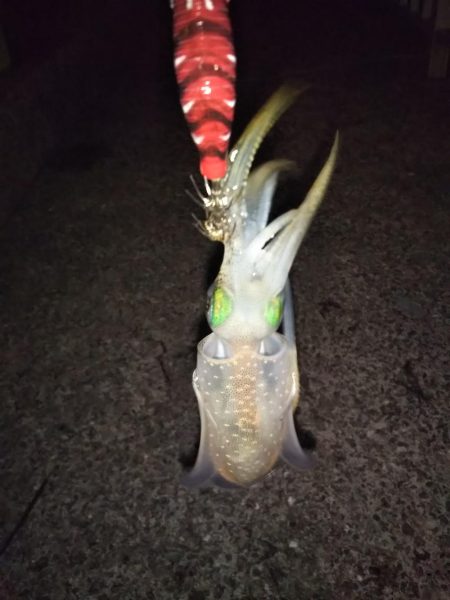 アオリイカ新子調査