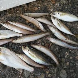 活性が下がった新島釣行のキス