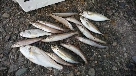 活性が下がった新島釣行のキス