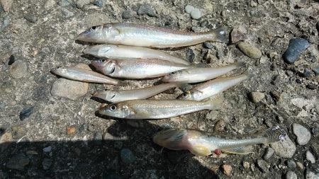 高砂港のキス調査