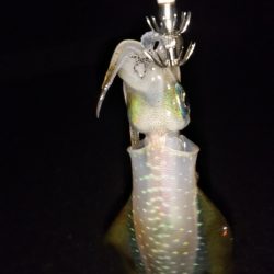 アオリイカ新子調査Ⅴ