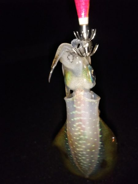 アオリイカ新子調査Ⅴ