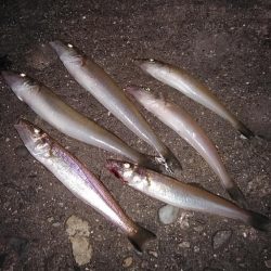 播磨新島のキス調査