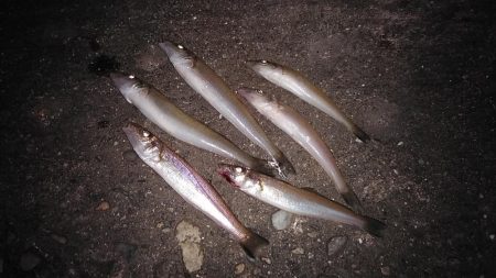 播磨新島のキス調査