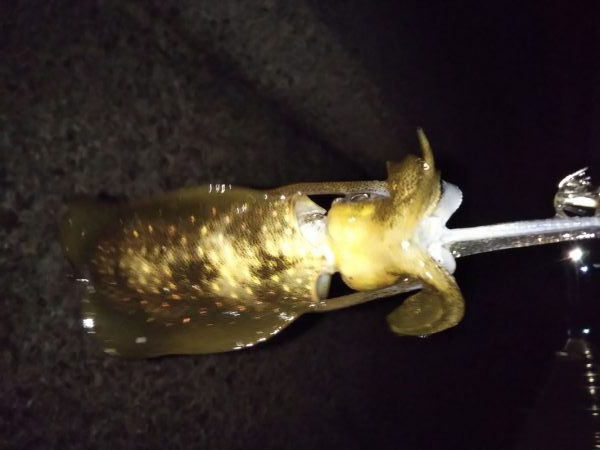 アオリイカ新子調査Ⅵ