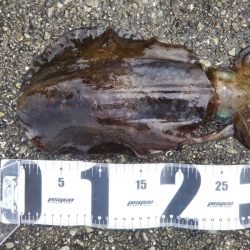 久しぶりの親アオリ