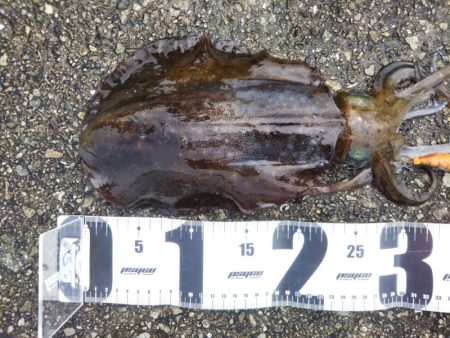 久しぶりの親アオリ