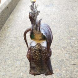 アオリイカ新子調査Ⅶ