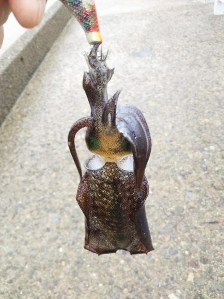 アオリイカ新子調査Ⅶ