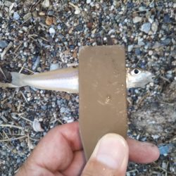 チョイ投げのキス釣りで95匹の大漁