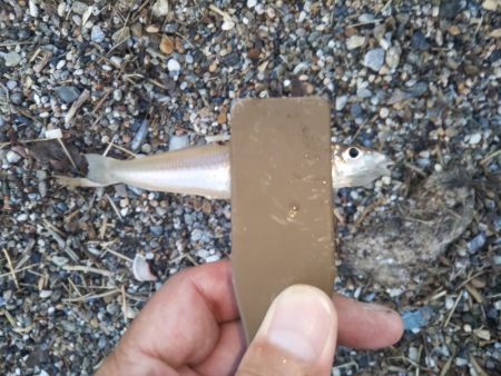 チョイ投げのキス釣りで95匹の大漁