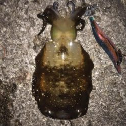 久しぶりのコウイカ