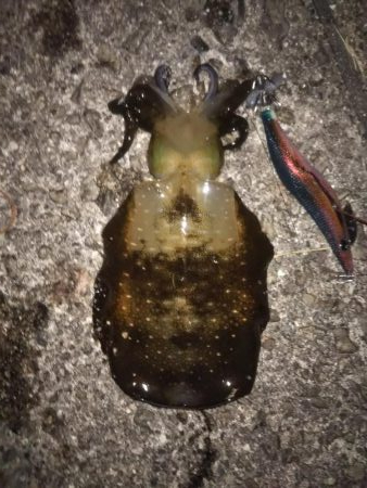 久しぶりのコウイカ