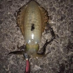 新子も大きくなってきています