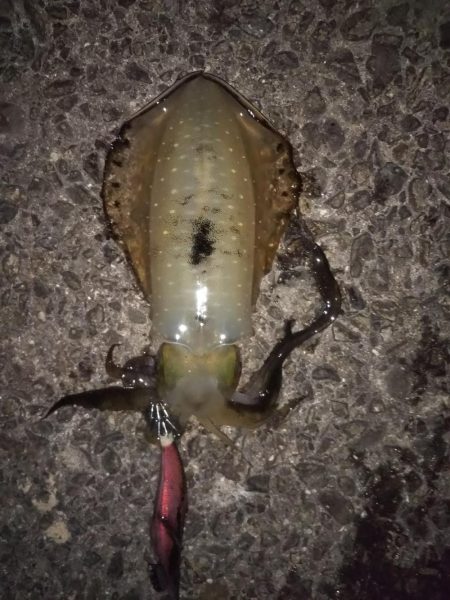 新子も大きくなってきています