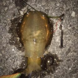 まだ小さい新子もいます