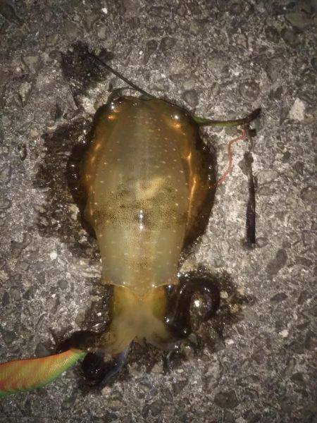 まだ小さい新子もいます