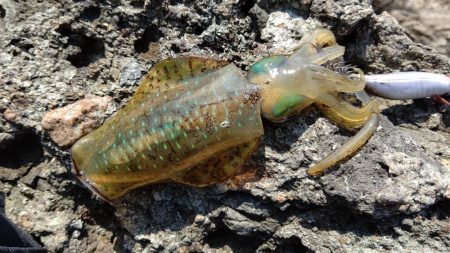 一年ぶりのエギング釣行