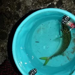 サバ トップゲーム☆