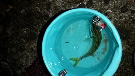 サバ トップゲーム☆