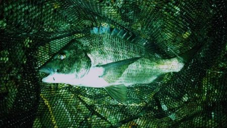 シャローズル引き