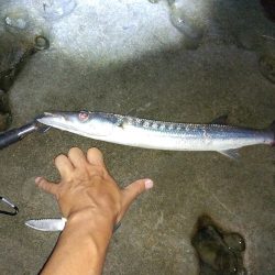 地磯プラッキング