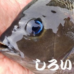 今回はグレでした。