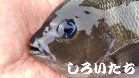 今回はグレでした。