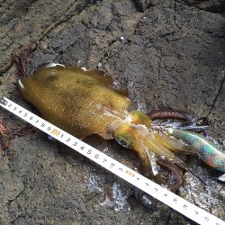 波高1メートルのエギング