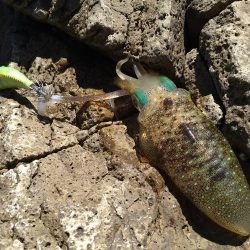 追い風で竿抜けポイントで連発