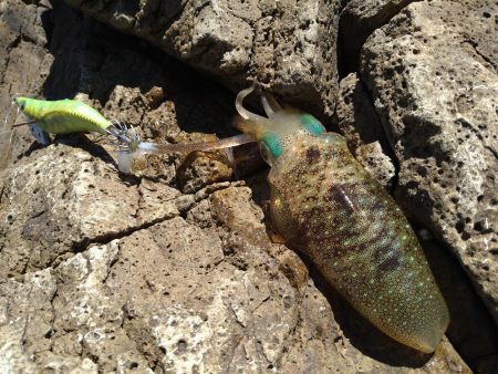 追い風で竿抜けポイントで連発